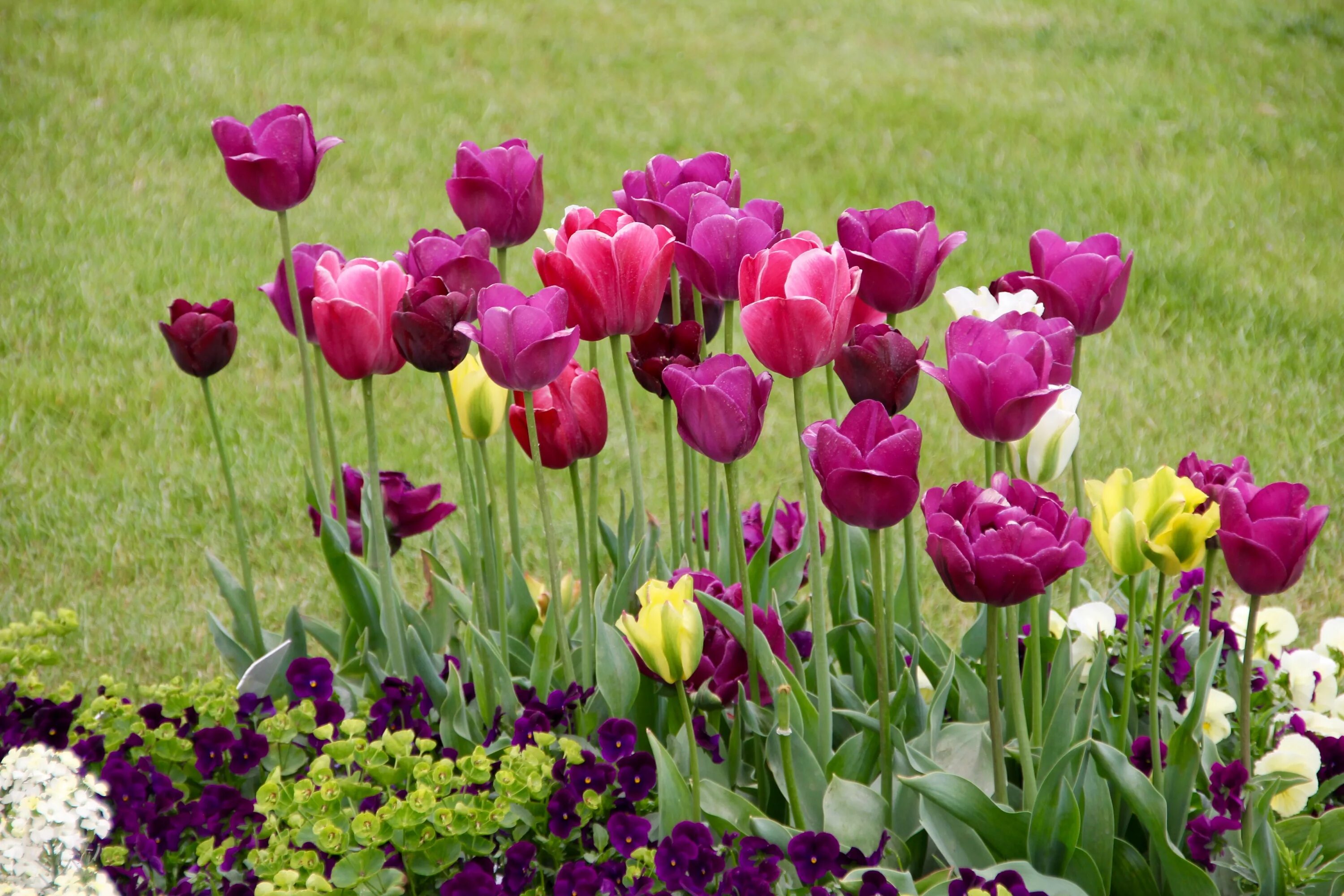 Сайт tulip