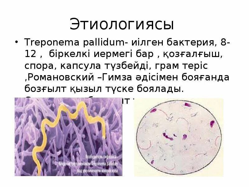 Treponema pallidum суммарные. Treponema pallidum суммарные