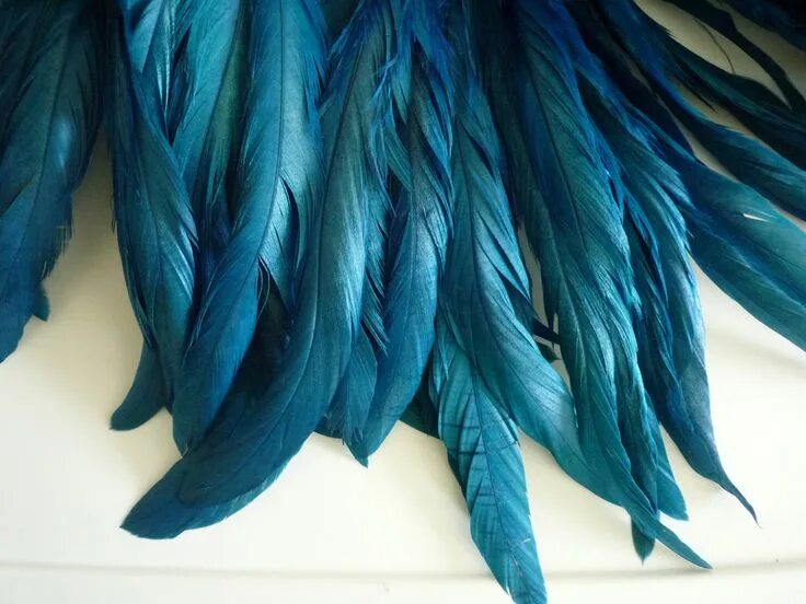 #airy #animal springs #bird feather #blue #carpet #close #soft #spring #tender D