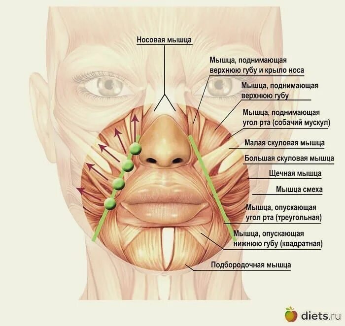 Левый угол рта. Мышцы лица носогубные складки анатомия. Мышца поднимающая верхнюю губу. Мышца поднимающая крыло носа. Гипертонус круговой мышцы рта.