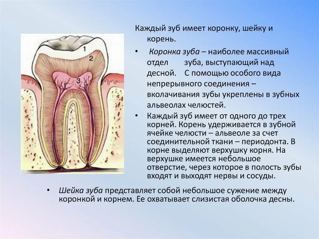 Какую функцию выполняет коронка зуба