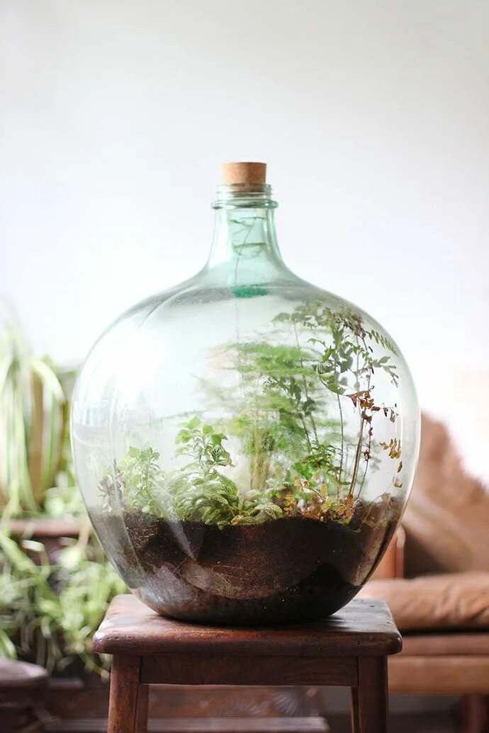 Сад в бутылке: как создать флорариум своими руками Closed terrarium plants, Bott