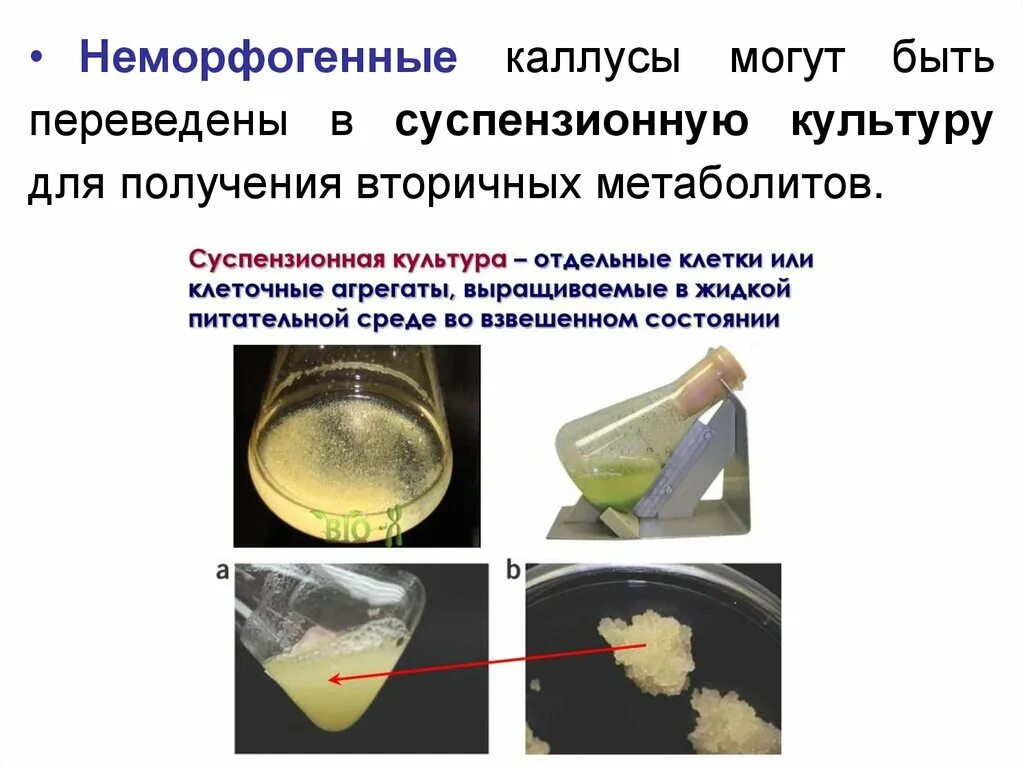 Суспензионные культуры клеток. Суспензионная растительная культура. Суспензионное культивирование клеток. Суспензионная культура клеток растений.