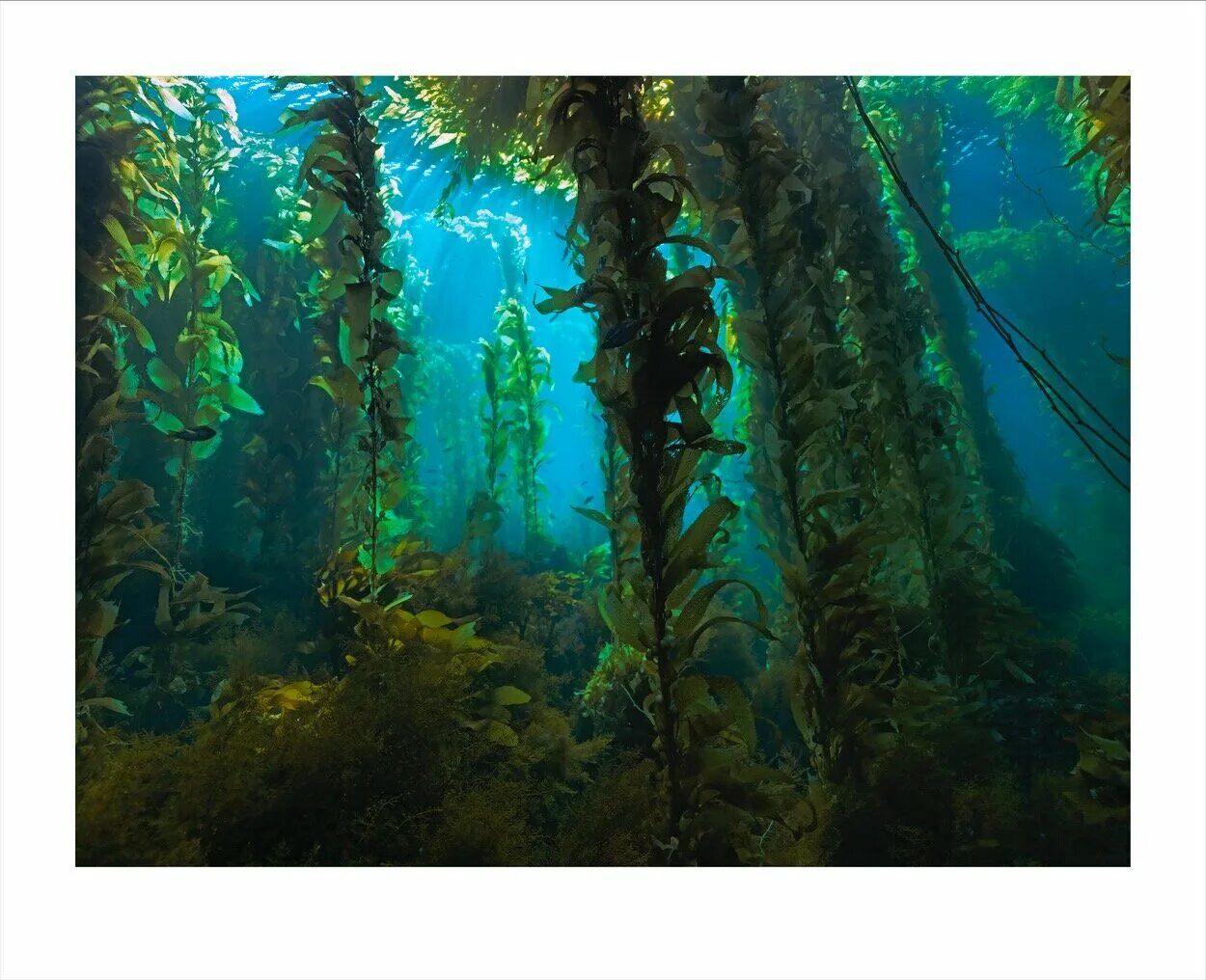 Самые большие водоросли. Саргассово море водоросли. Макроцистис индийский океан. Макроцистис водоросли. Лес водорослей.