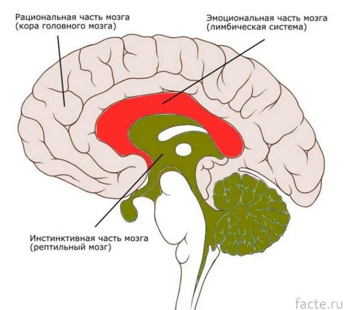 3 слоя мозга. Рептильный мозг и лимбическая система. Строение мозга лимбическая система неокортекс. Строение головного мозга + неокортекс.