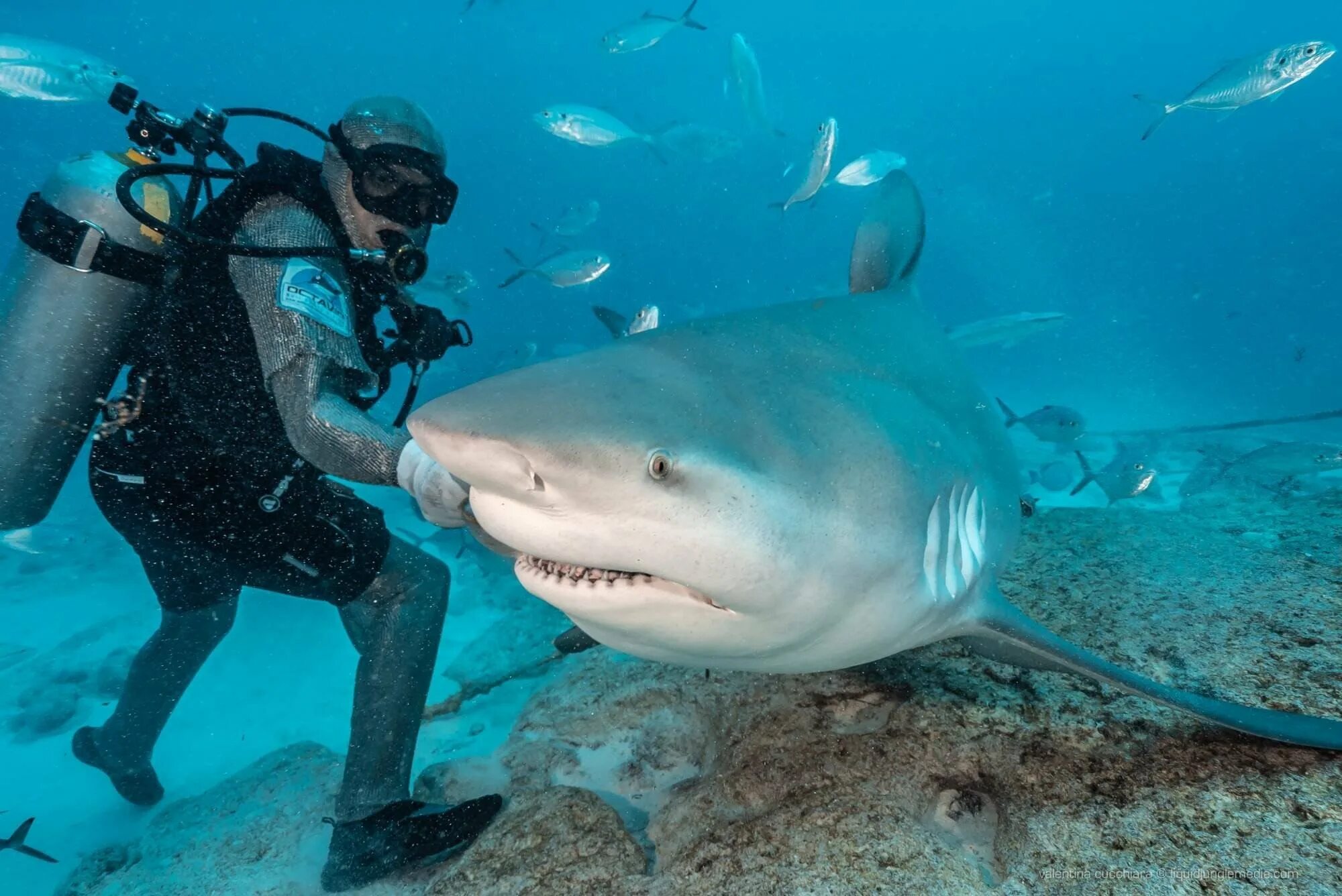 Обитают ли акулы. Залив Шарк тигровая акула. Рифовые акулы на Мальдивах. Рифовая акула Тайланд. Тигровая акула Хургада.