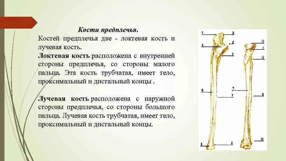 Кости предплечья соединение. Кости предплечья. Лучевая и локтевая кость расположение. Подголовчатая лучевая кость предплечья. Шиловидный отросток лучевой кости.