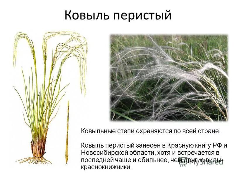 ковыль. ковыль перистый красная книга. ковыль перистый в орловской области. ковыль перистый (stipa pennata). ковыль красивейший (stipa pulcherrima).