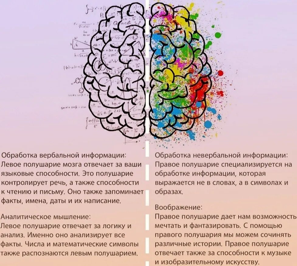 Левое и правое полушарие за что отвечает. Правое и левое полушарие мозга за что отвечают. За что отвечают полушария головного мозга человека левое и правое. Развитые полушария мозга. Головной мозг левое и правое полушарие.