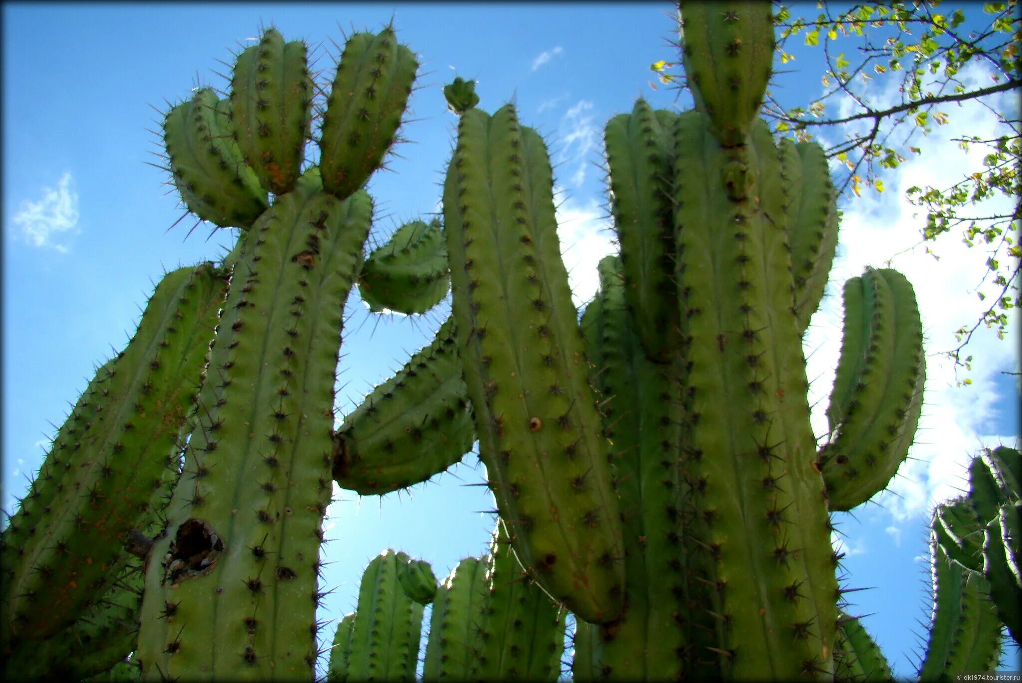 Mexican cactus. Опунция Кактус Мексика. Кардон Кактус Мексика. Мексика Кактус лари. Атури мексиканский Кактус.