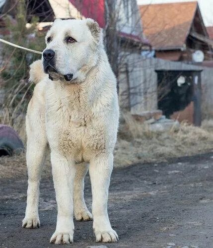 Авито сао краснодарский край
