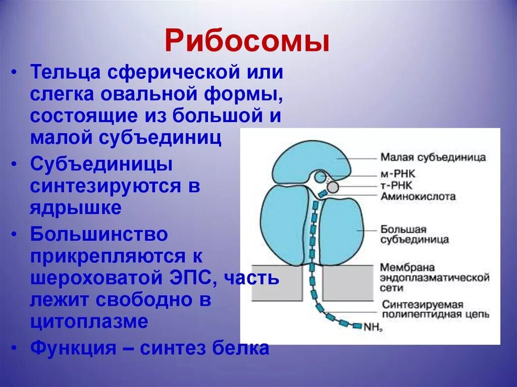 Рнк блокирует. Строение рибосомы эукариотической клетки. Функции малой субъединицы рибосомы. Строение малой субъединицы рибосомы. Структура клетки, образующая рибосомы..