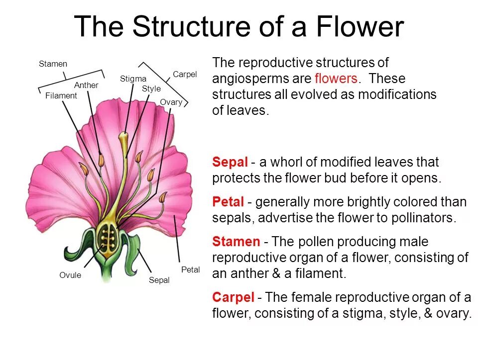 Be a flower монолог. Flower structure. Flover structure of Asteraceae. Flower or Day схема. Flower reproduction.
