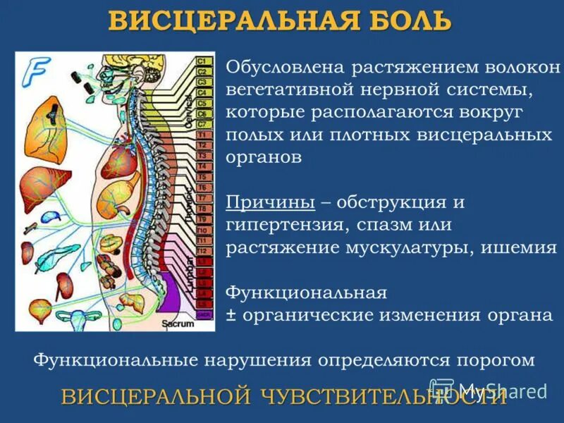 Пропедевтика внутренних болезней гастроэнтерология. Висцеральные расстройства это. Висцеральная боль. Висцеральные боли обусловлены нарушением:. Висцеральные нервы.