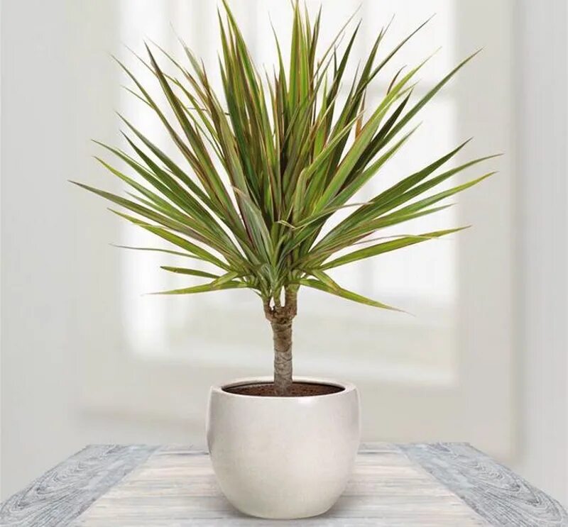 Драцена Маргината. Драцена окаймленная (Dracaena marginata.). Юкка, Драцена Кордилина. Драцена Маргината биколор. Комнатные цветы драцена уход