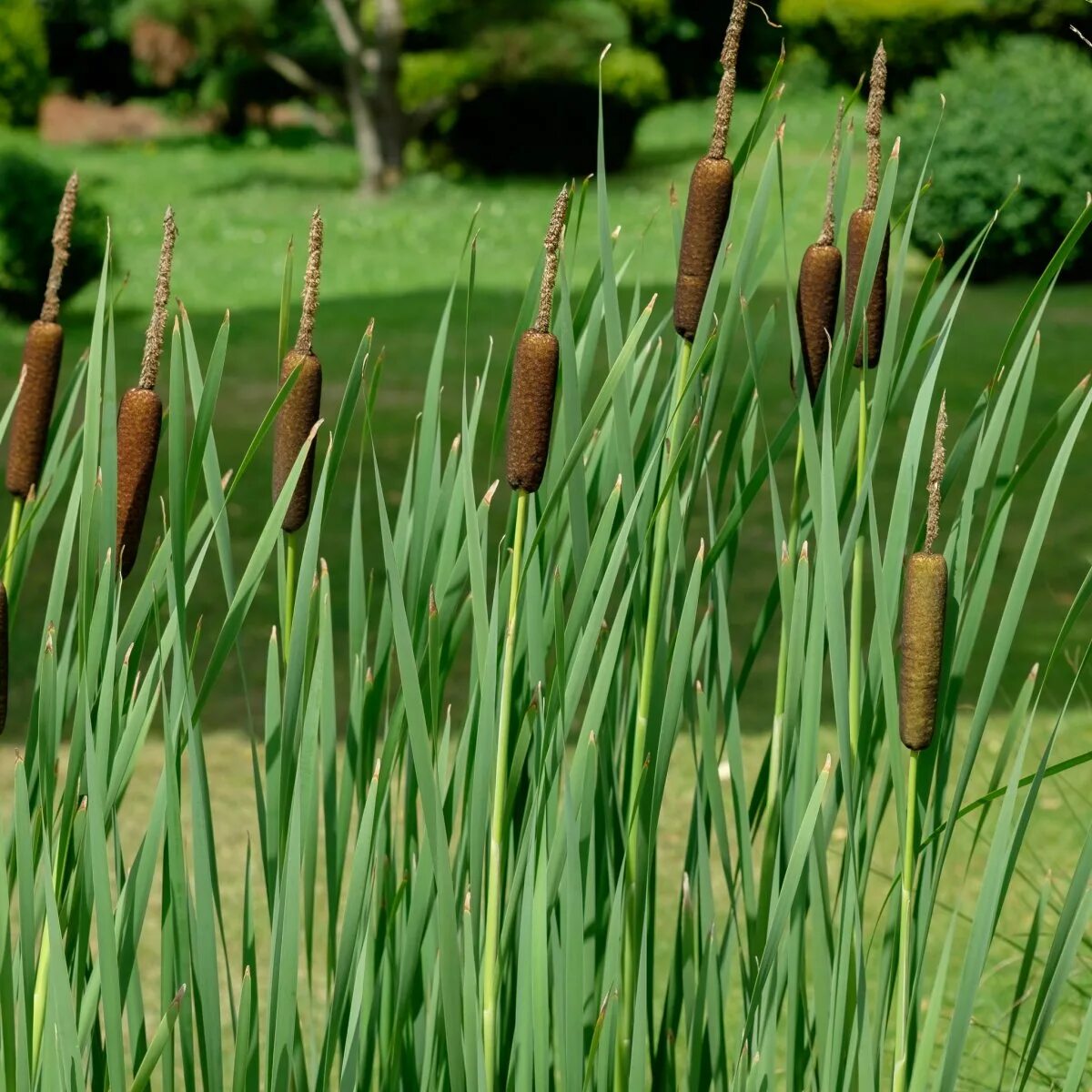 Камыш растение фото. Рогоз Typha. Рогоз Typha latifolia. Рогоз широколистный (Typha latifolia). Рогоз узколистный (Typha angustifolia).