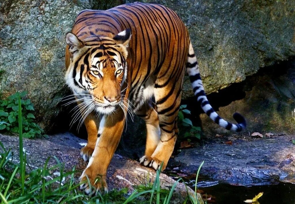 Рысь и тигр. Тигр в дикой природе. Тигры и леопарды. Лев тигр Рысь.