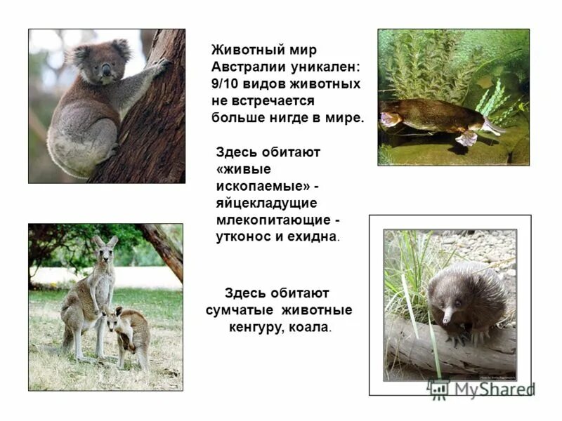 Утконос и ехидна яйцекладущие млекопитающие. Утконос и кенгуру. Австралия животные и растения. Коала и волнистый попугай. Ехидна утконос кенгуру.