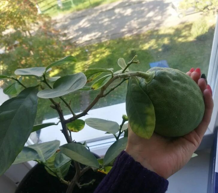 персея американская авокадо. авокадо дерево. плодоносящее дерево авокадо. недозревшая косточка авокадо. авокадо дерево.