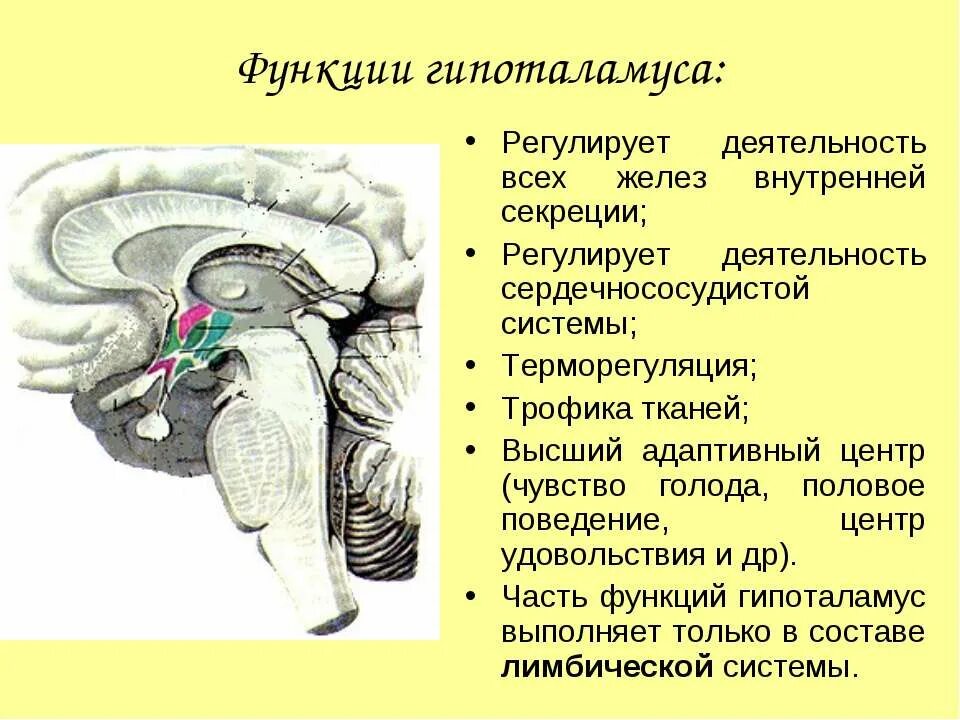 Нервные центры промежуточного мозга. Отделы головного мозга гипоталамус. Структуры и функции гипоталамуса. Гипоталамус функции кратко. Функции гипоталамуса промежуточного мозга.