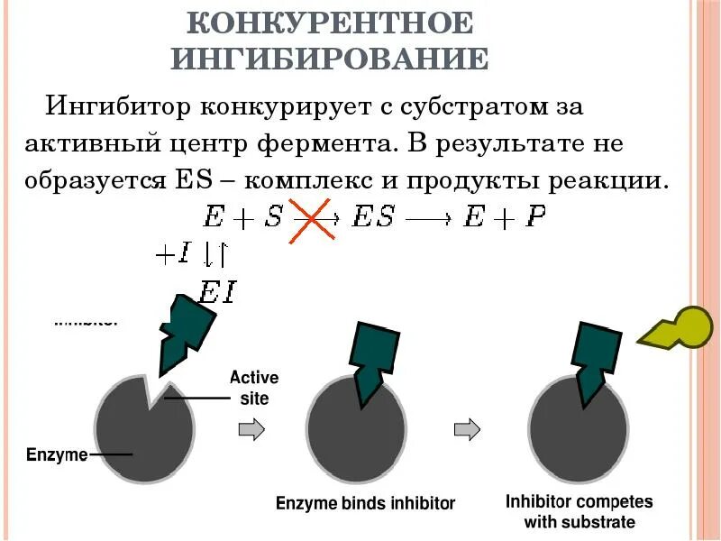 Катализ ферментов. Конкурентное ингибирование. Конкурентное ингибирование ферментов. Схема ферментативного катализа. Этапы ферментативного катализа биохимия.