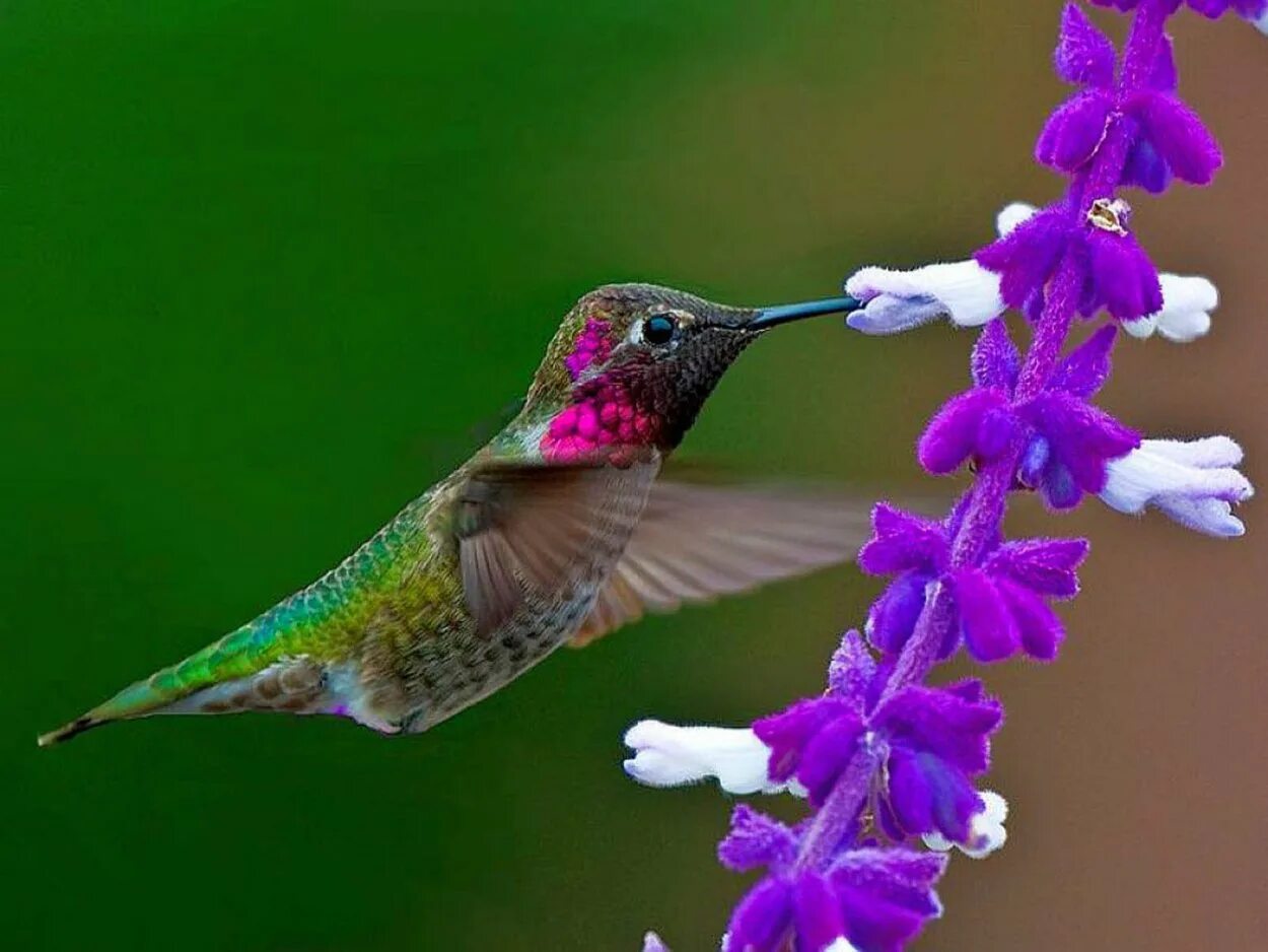 Красивые птички колибри. Колибри птица. Самая маленькая птица в мире Колибри. Окрас Колибри. Венценосный Колибри.