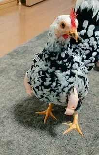 Курами 9