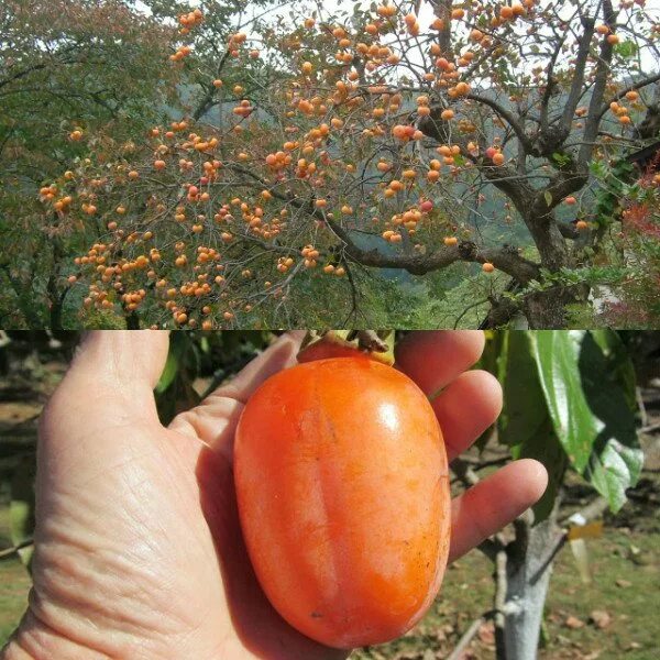 хурма из косточки. как цветет хурма. будет ли плодоносить хурма из косточки. хурма никитская саженцы. хурма растение из косточки.