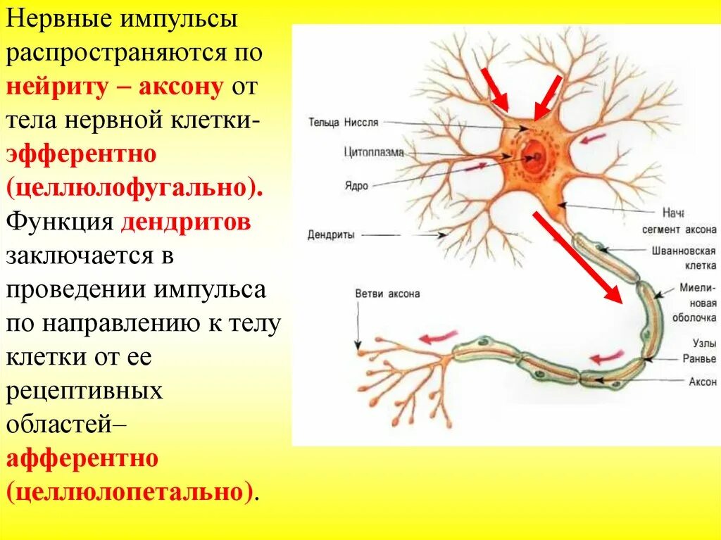 Периферический нерв функции. Классификация нервных волокон и нервных окончаний. Классификация нервной ткани. Классификация нейронов головного мозга. Оболочку нервного волокна в периферической нервной системе образуют.