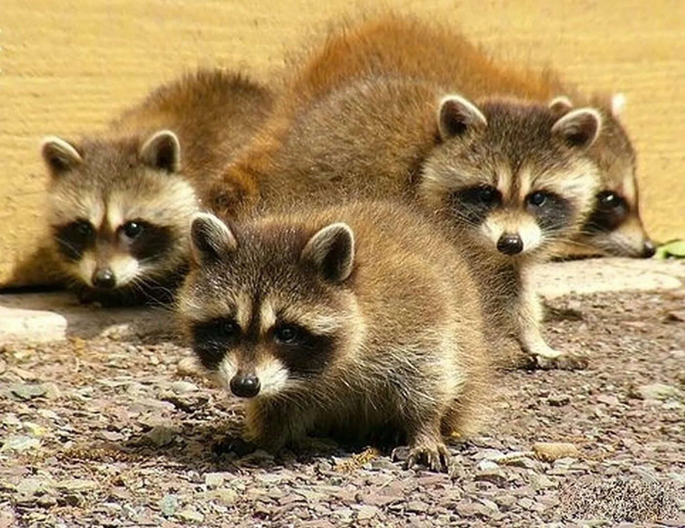 Детеныш енота. Енот-полоскун. Енот полоскун малыш. Енот полоскун малыш. Карликовый енот.