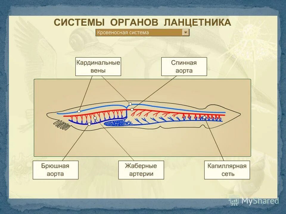 Подтип бесчерепные класс головохордовые строение ланцетник. Головохордовые ланцетник. Бесчерепные строение. Бесчерепные строение. Бесчерепные строение.