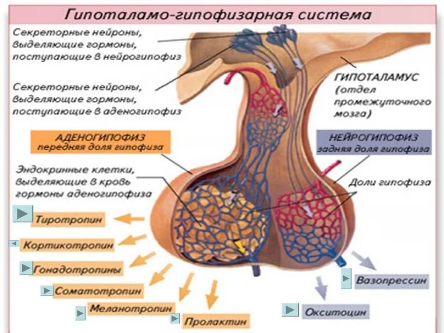 Гормоны передней доли гипофиза схема. Гормоны гипоталамо-гипофизарной системы. Гормоны гипоталамо-гипофизарной системы строение. Гипоталамо-гипофизарная система гормоны схема. Гипофиз эндокринной