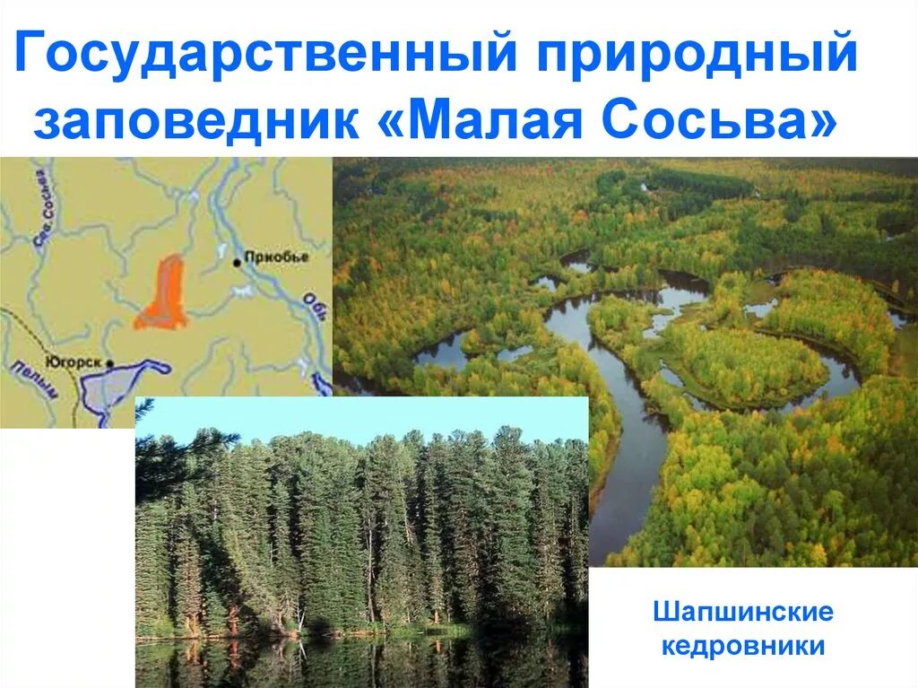 Заповедник малая сосьва. Заповедник малая сосьва в хмао-югре. Заповедник малая сосьва в хмао-югре. Хмао-югра река малая сосьва. Природный заповедник "малая сосьва".