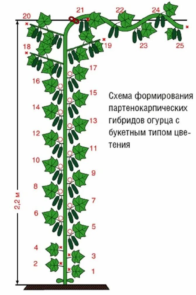 Надо ли прищипывать огурцы. Схема формировки огурцов в теплице. Схема формирования огурцов в теплице. Схема формирования огурцов партенокарпических огурцов. Пасынковать огурцы схема.