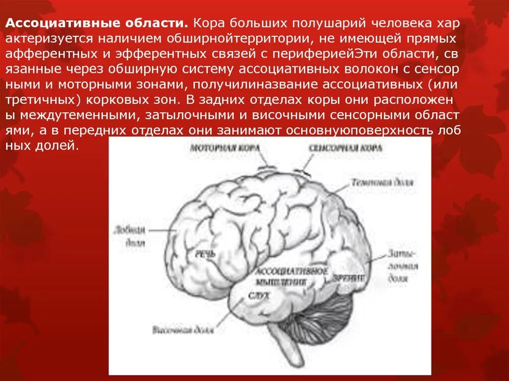 Ассоциативные зоны коры мозга. Ассоциативная зона коры головного мозга. Ассоциативные области коры функции. Функции ассоциативной теменной коры. Ассоциативные области коры большого мозга..