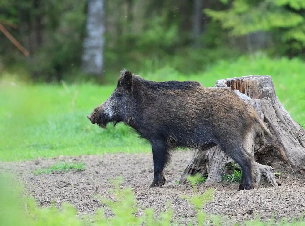 Лось кабан и волк. Sus scrofa scrofa. Куршская коса кабаны. Дикий кабан.