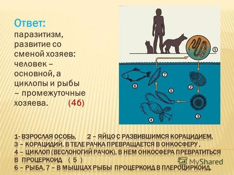 Развитие со сменой хозяев. Цикл развития происходит со сменой хозяев:. Жизненный цикл со сменой хозяев червей.