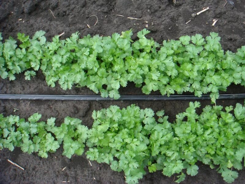 салат на грядке. зелень в открытый грунт. зелень в открытый грунт. подзимний посев зелени. кинза укроп петрушка на грядке.