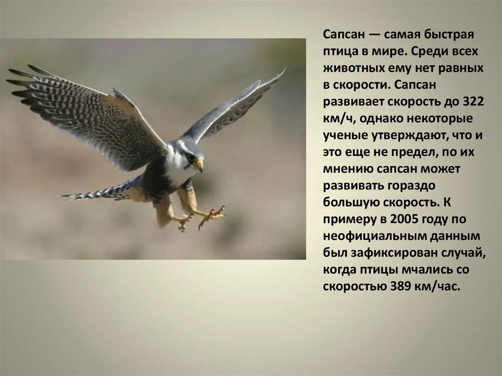 Скорость полета орла. Сапсан птица скорость полета максимальная. сокол сапсан скорость полета. самая быстрая птица в мире. самая быстрая птица скорость.