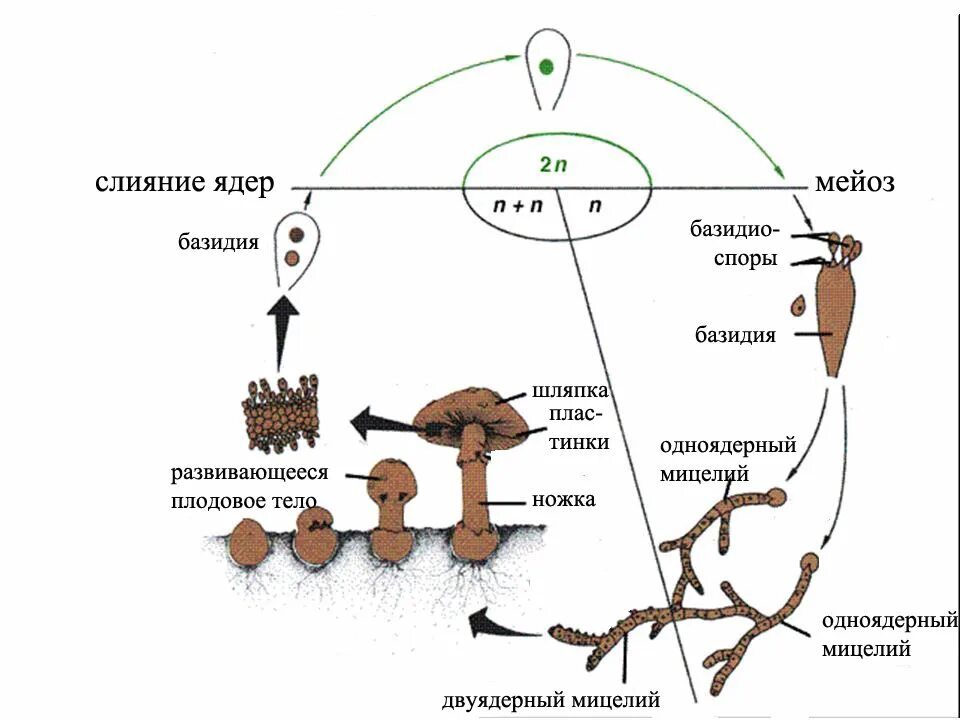 Споры гриба и нити. Жизненный цикл шляпочного гриба схема. Размножение шляпочных грибов. Размножение шляпочных грибов схема. Жизненный цикл базидиомицетов схема.