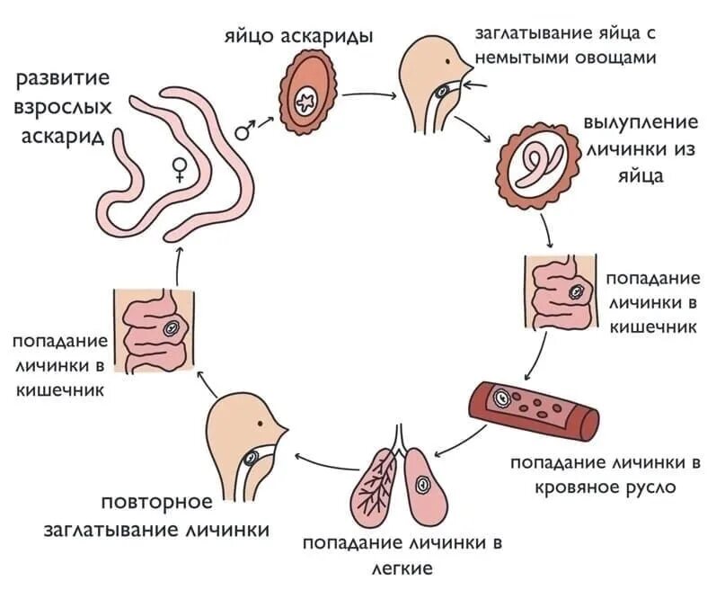 Стадия жизненного цикла червя. Аскаридоз цикл развития. Цикл развития аскариды человеческой. Жизненный цикл аскариды человеческой схема. Круглые черви цикл развития аскариды.