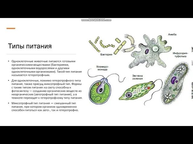 Характеристика одноклеточных животных. Характеристика одноклеточных организмов. Одноклеточные организмы схема. Одноклеточные животные характеристика.