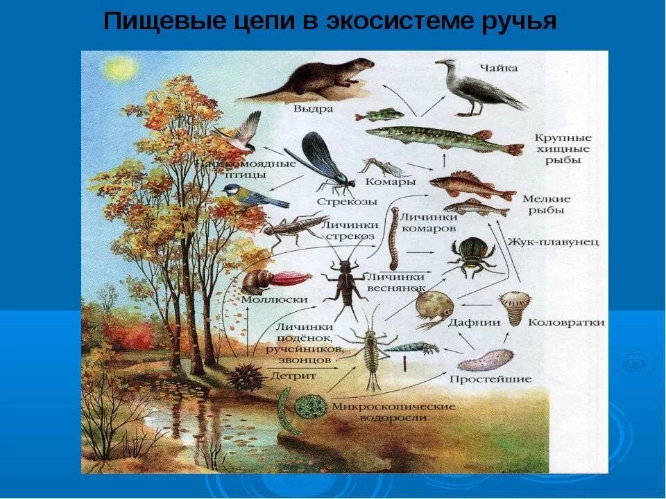 Цепи питания природной экосистемы. Пищевая сеть в экосистеме болота. Пищевая сеть экосистемы озера. Пищевая сеть биогеоценоза озера. Цепи питания водного биогеоценоза.