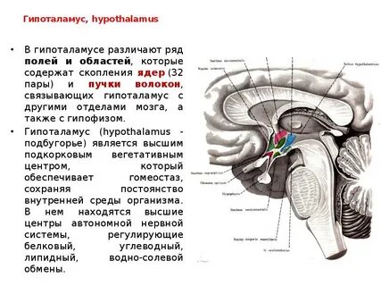 Ядра таламуса гипоталамуса