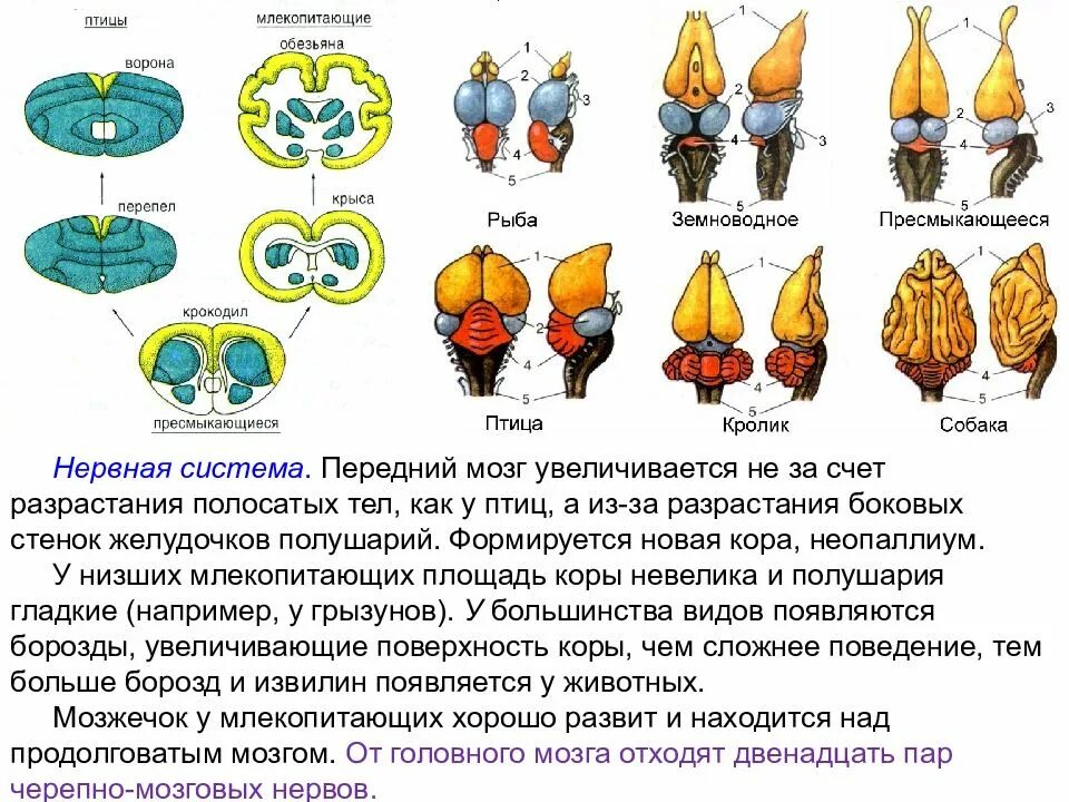 Мозг птицы. Мозг птицы и млекопитающего. Передний мозг птиц. Характеристика головного мозга птиц.