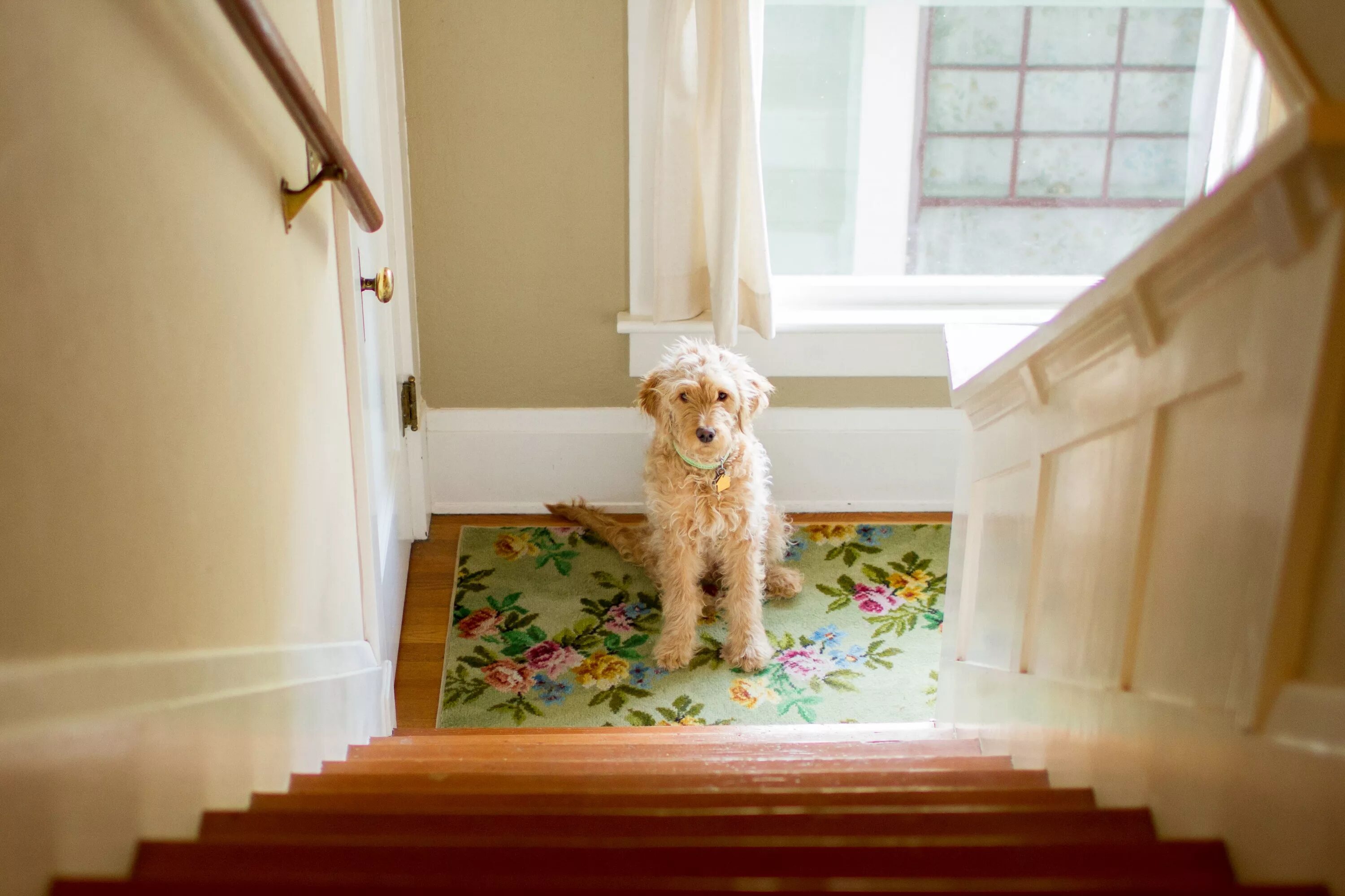 Самые красивые лестницы в доме фото. Уборка помещения собаки. Страх собаки перед лестницей. Собака шагает по лестница. Собака боится квартиры