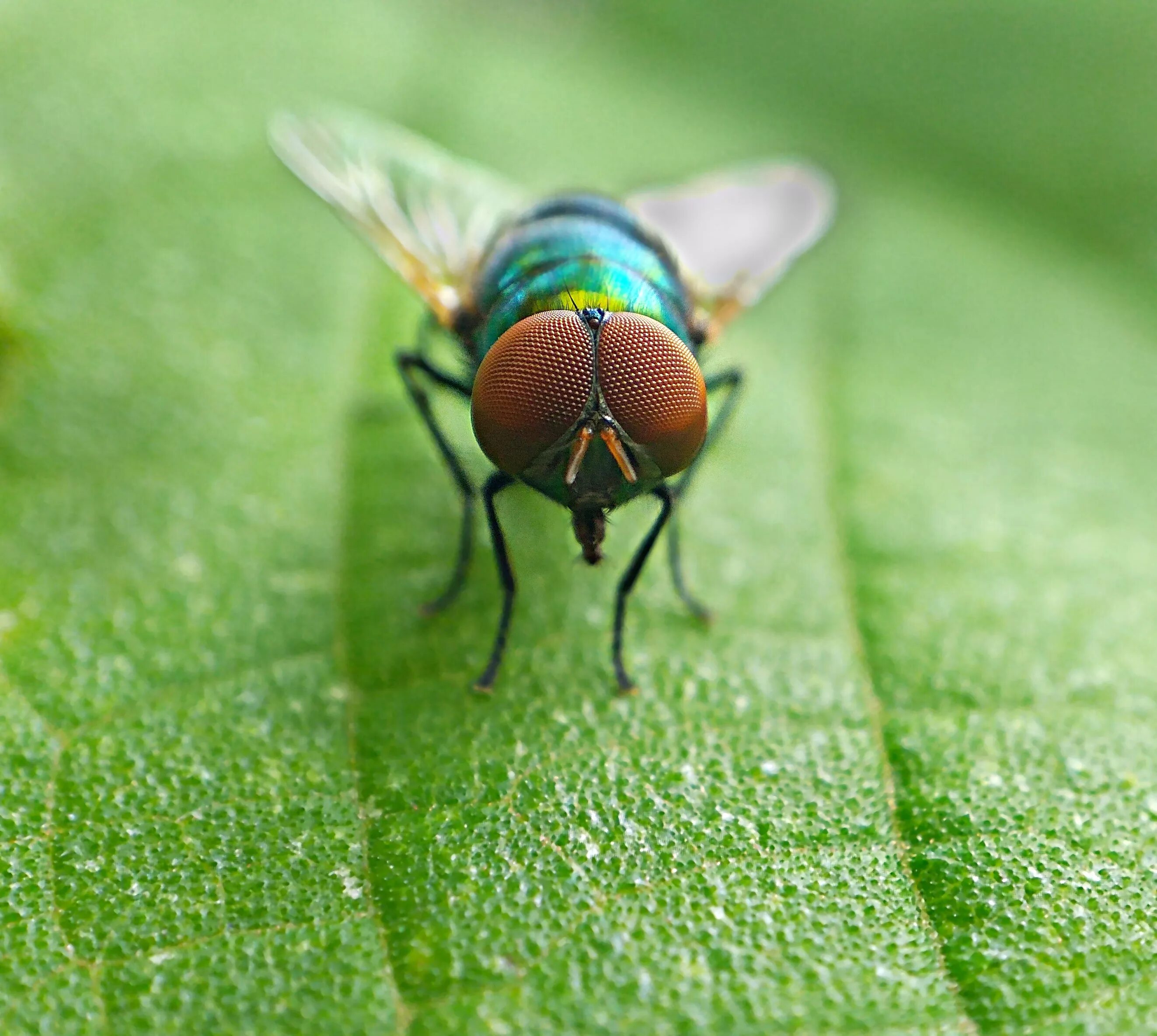 Close up 1. Муха (насекомое) Двукрылые. Насекомые во мху. Зеленая Муха. Муха Макросъемка.