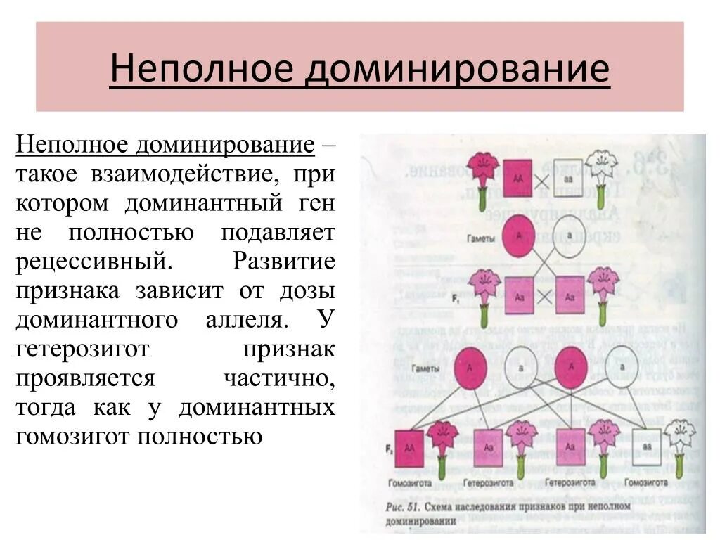 Генотипе доминантного гомозиготного организма. Неполное доминирование это в биологии. Промежуточное наследование признаков при неполном доминировании. Схема наследования признаков при неполном доминировании. Полное и неполное доминирование таблица.