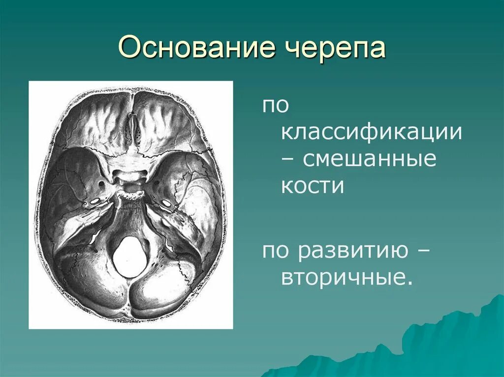 Области основания черепа. Кости образующие основание черепа. Кость основания черепа. Строение основания черепа. Кости основания черепа анатомия.