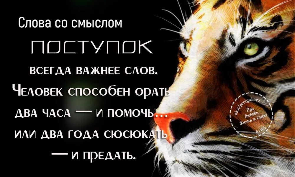 Я не злопамятный но память у меня хорошая. Тигр злопамятен он легко запоминает запах человека. Пантера высказывания. Тигр злопамятен он легко запоминает запах человека. Тигр злопамятен он легко запоминает запах человека.